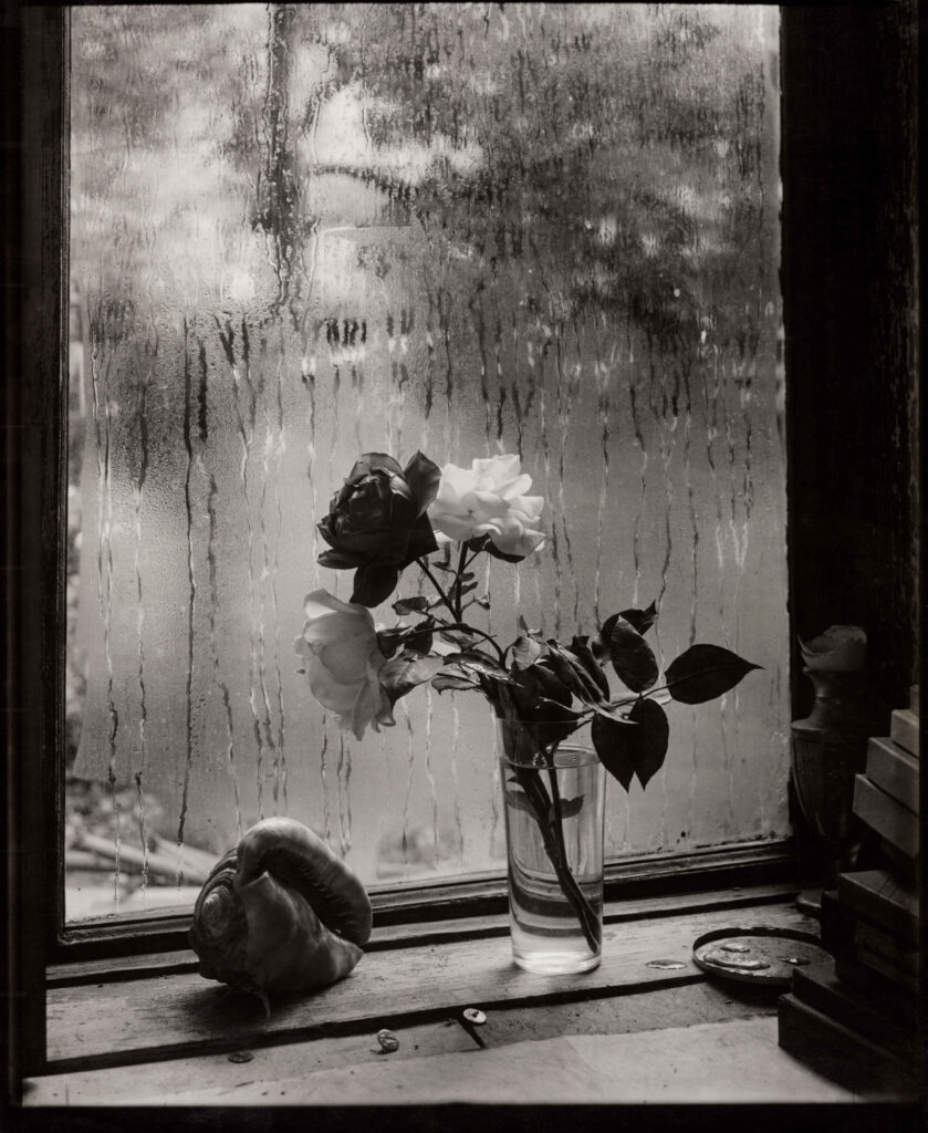 Josef Sudek, Späte Rosen / Poslední růže, 1959, Silbergelatineabzug auf Barytpapier, 29,3 × 24 cm, Sammlung Siegert München © Gábina Fárová